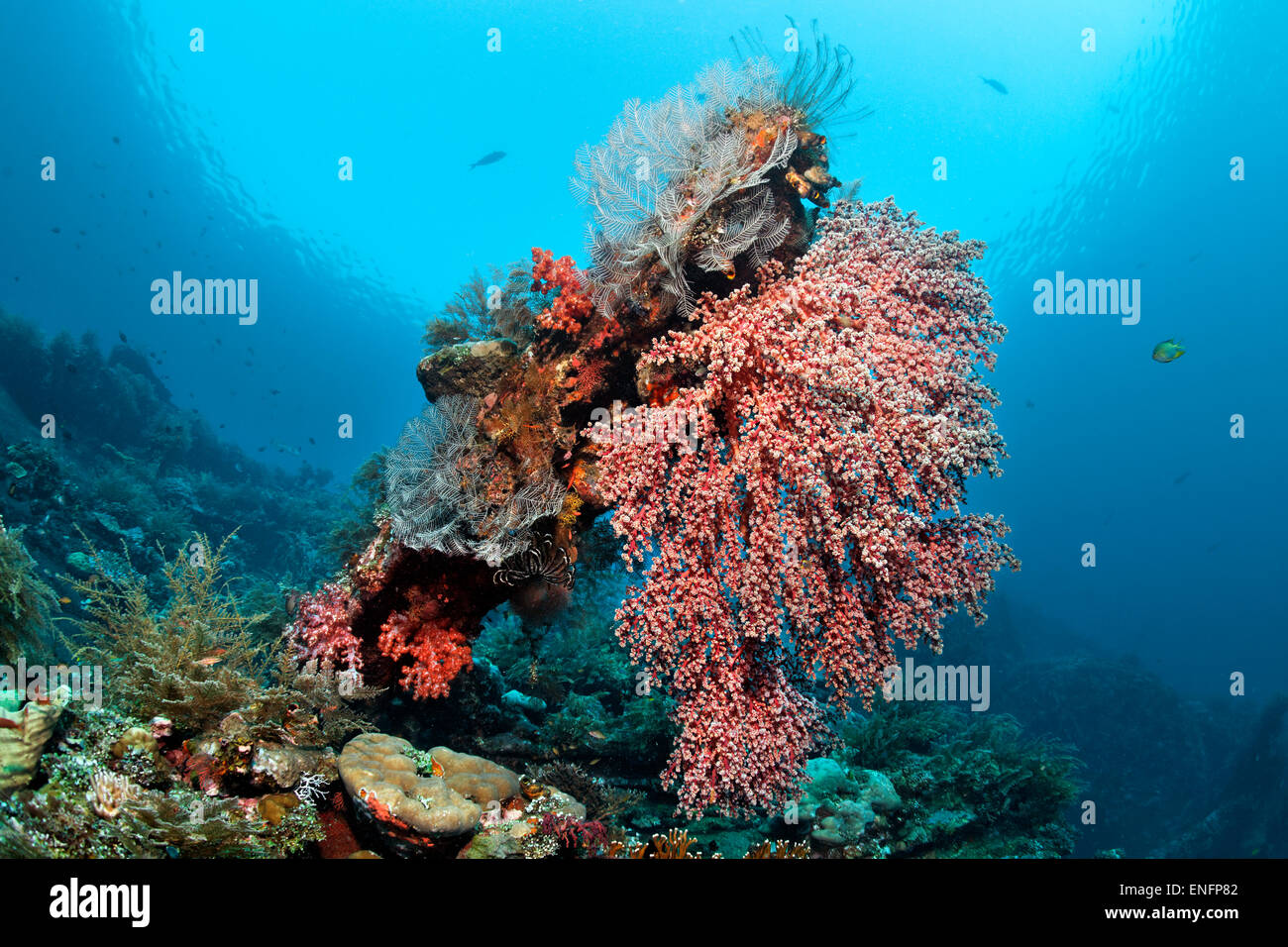 American shipwreck from the second World War, overgrown with corals, general cargo ship Liberty, Tulamben, Bali Stock Photo