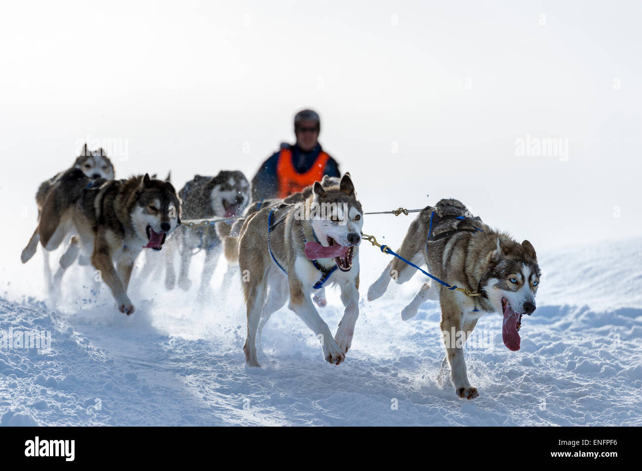 Sled dog racing, sled dog team in winter landscape, Unterjoch, Oberallgäu, Bavaria, Germany Stock Photo