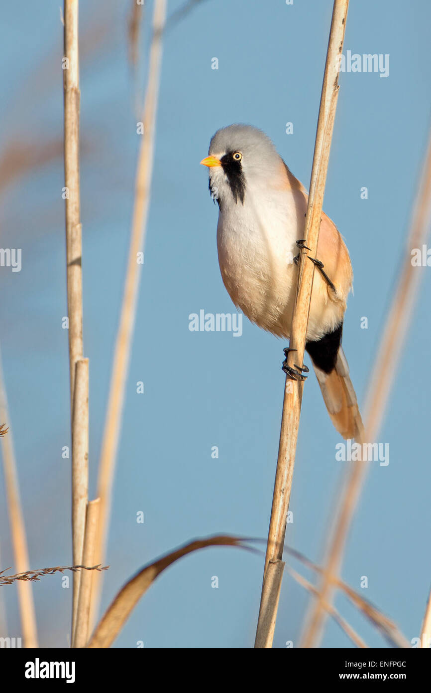 Bearded Reedling (Panurus biarmicus), male perched on a stem, Middle Elbe Biosphere Reserve, Saxony-Anhalt, Germany Stock Photo