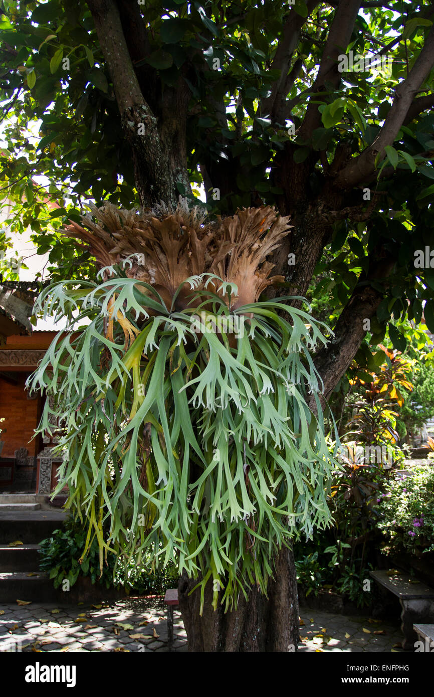 Staghorn Fern (Platycerium coronarium), Bali, Indonesia Stock Photo