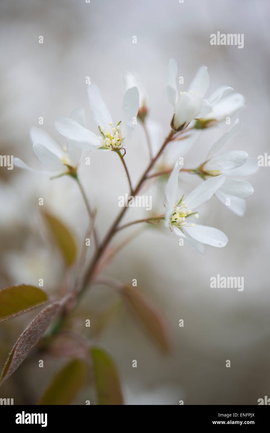 Canadian serviceberry (Amelanchier canadensis), blossoms, Lower Saxony, Germany Stock Photo