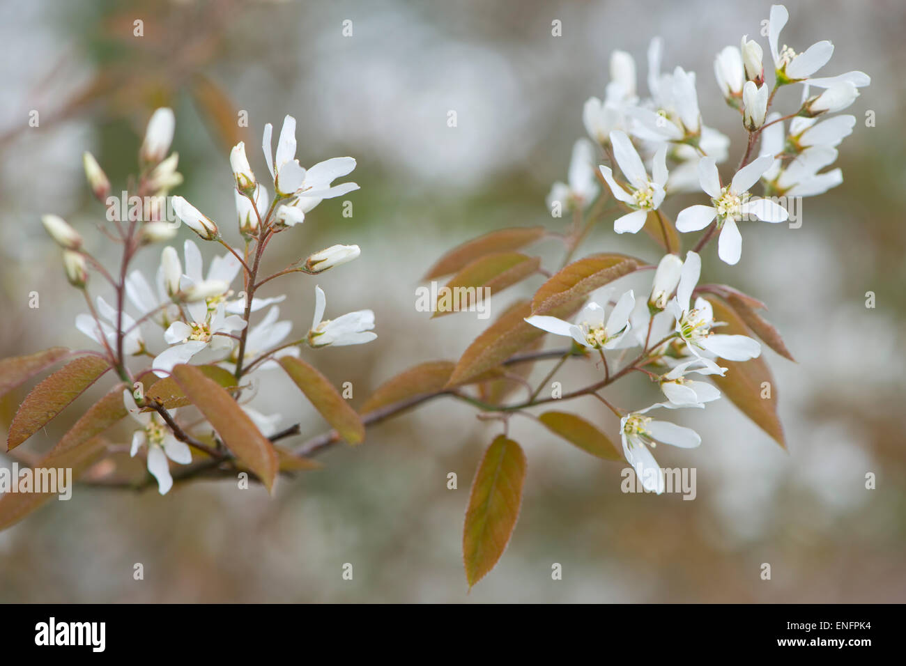 Canadian serviceberry (Amelanchier canadensis), blossoms, Lower Saxony, Germany Stock Photo