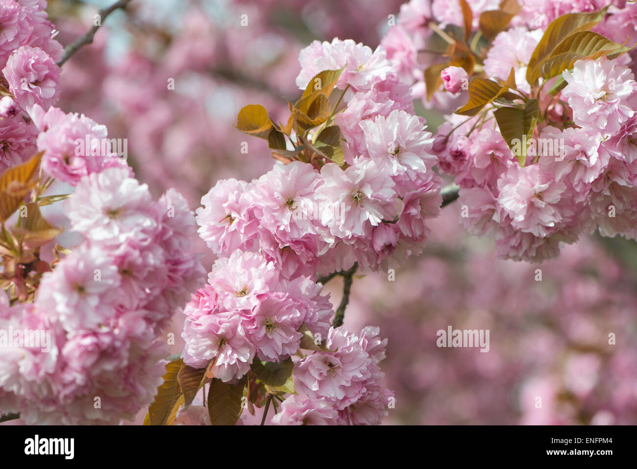 Japanese Cherry (Prunus serrulata), flowers, Emsland, Lower Saxony, Germany Stock Photo