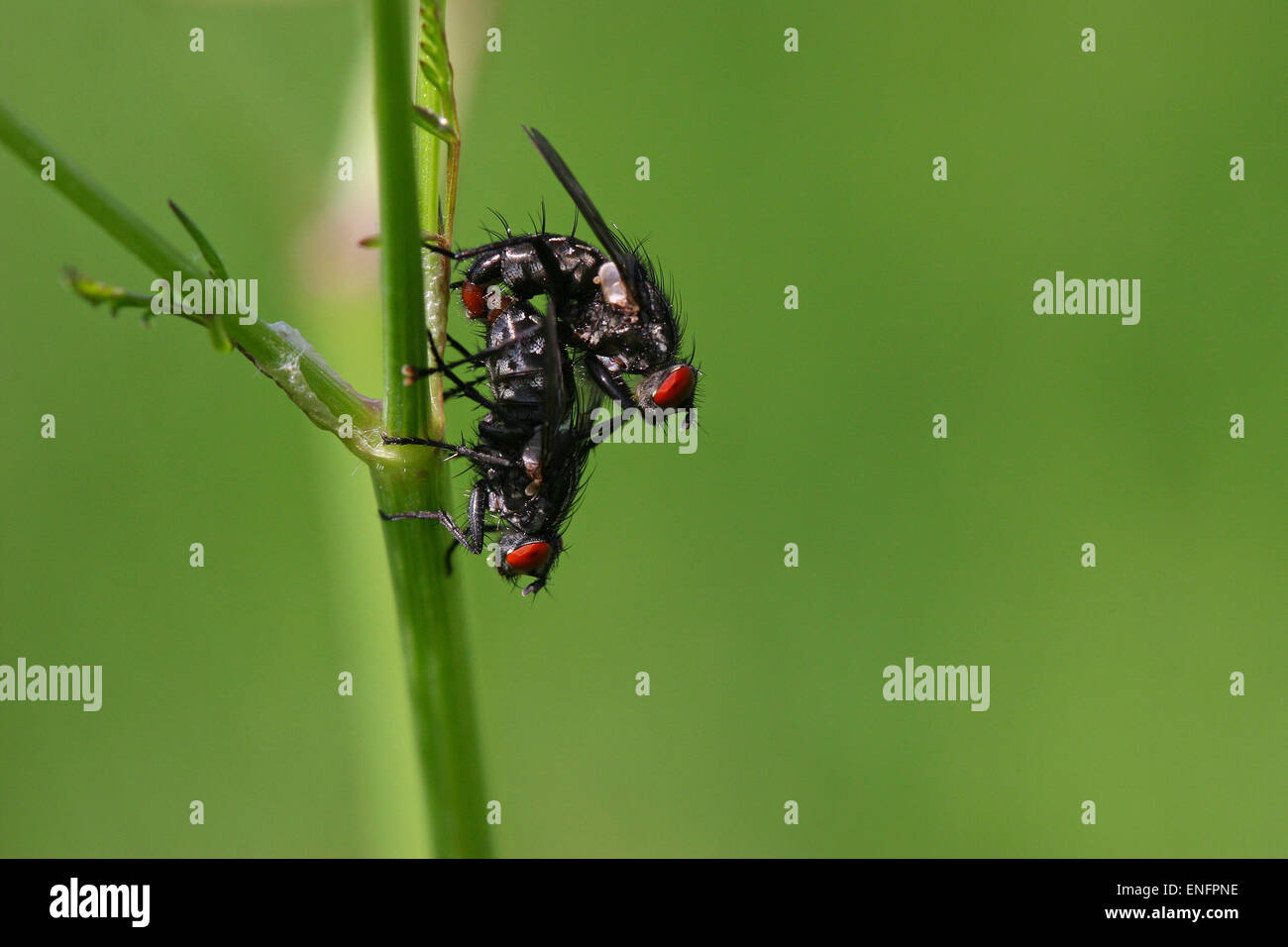 Flies (Brachycera sp.) mating, Germany Stock Photo