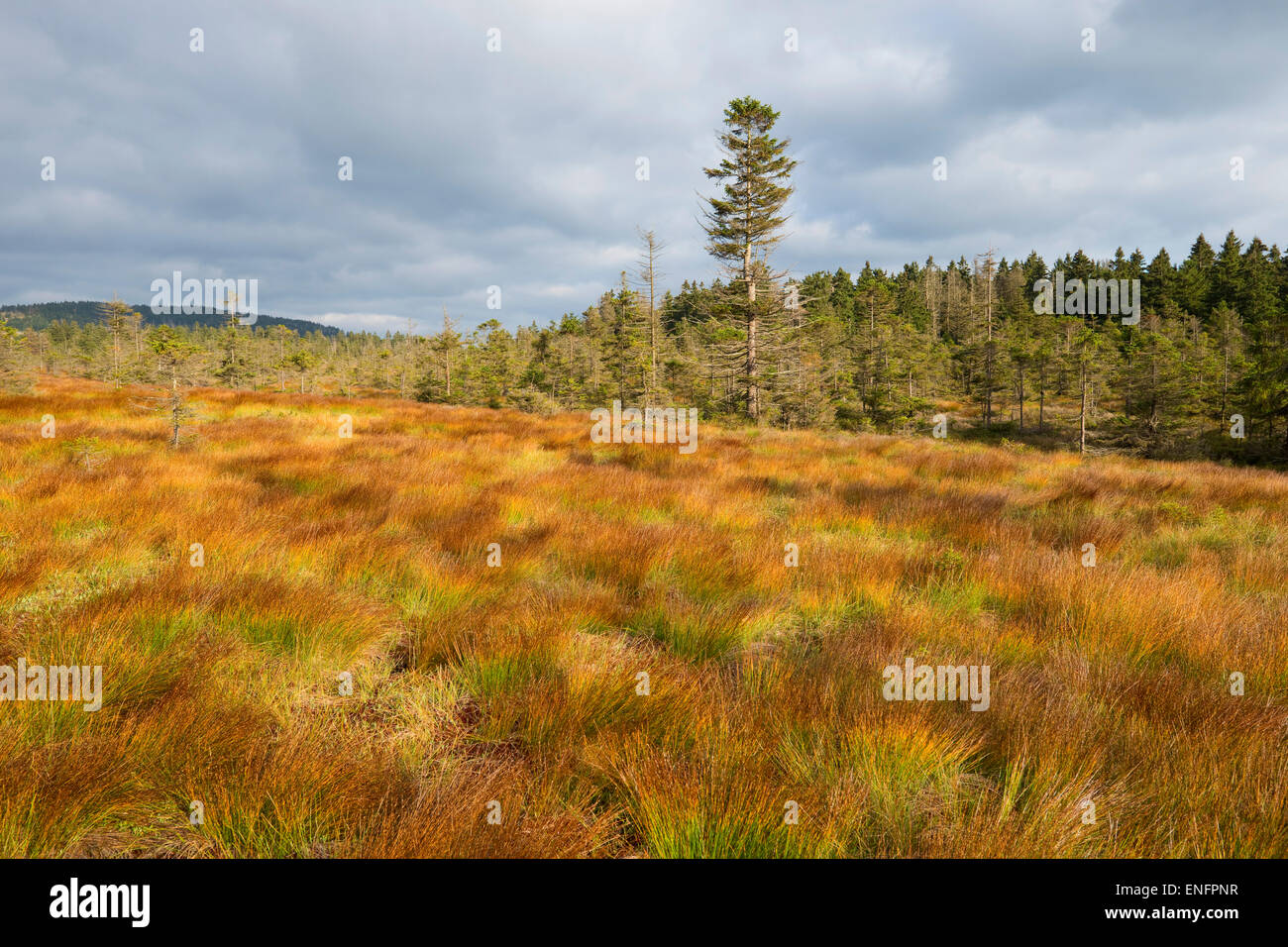 Bodebruch raised bog in autumn, Harz National Park, Lower Saxony, Germany Stock Photo
