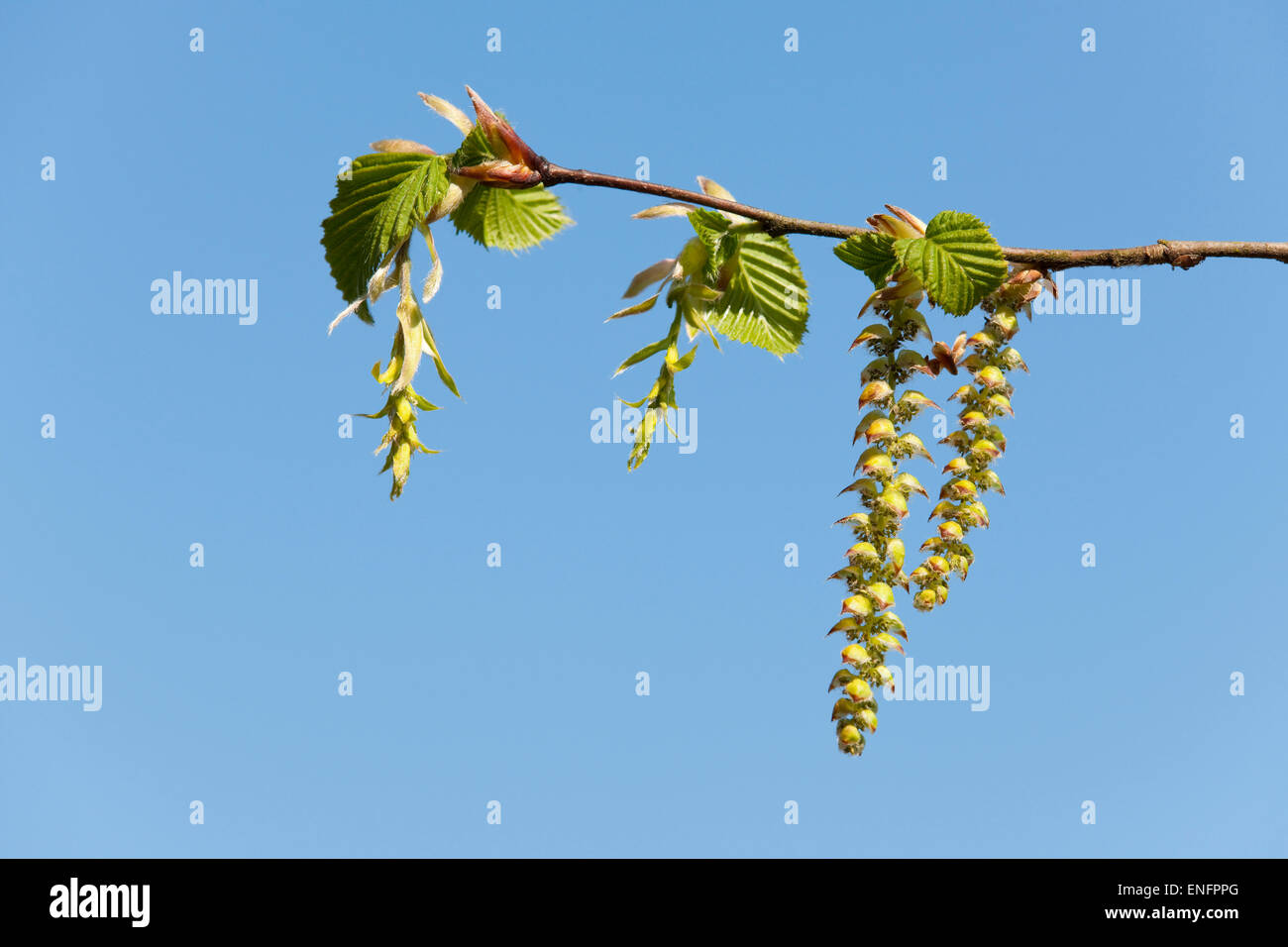 European Hornbeam (Carpinus betulus), female flowers, left, and male catkins, right, Lower Saxony, Germany Stock Photo