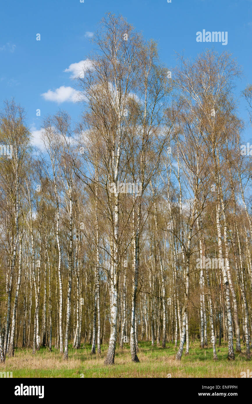 Downy birch forest, Downy birch trees (Betula pubescens), Lower Saxony, Germany Stock Photo