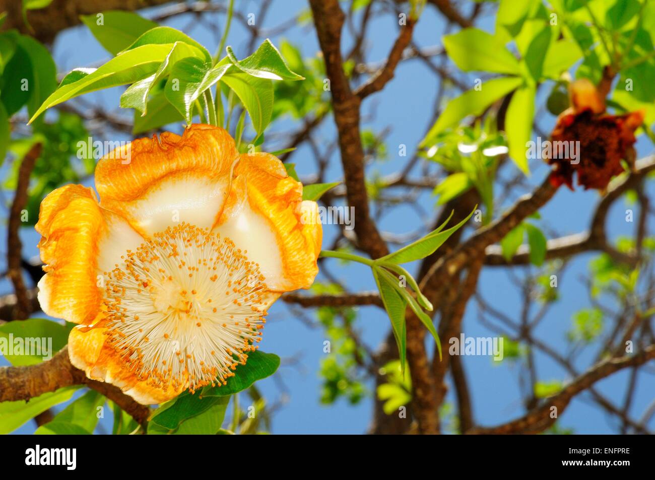 Baobab Tree Adansonia Digitata With Blossom Mayotte Stock Photo Alamy baobab-tree-adansonia-digitata-with-blossom-mayotte-stock-photo-alamy