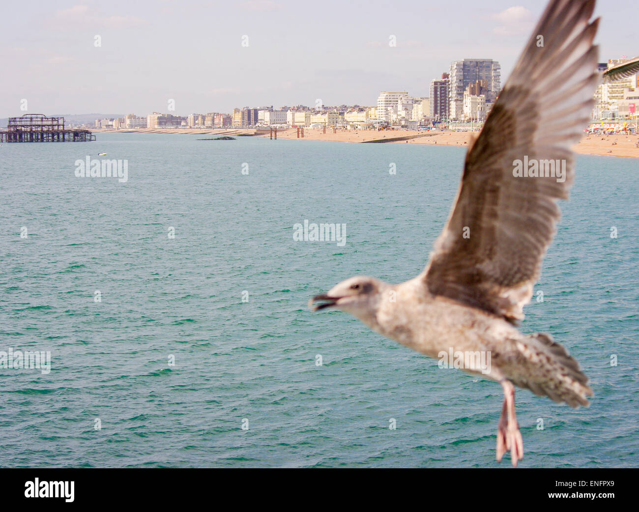 Seagull photo bombs photograph, waterfront Stock Photo