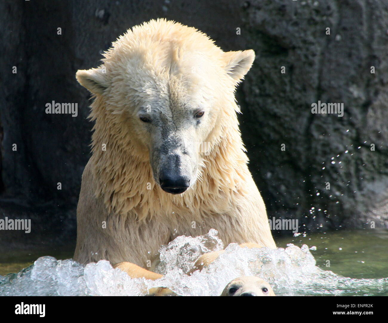 Polar bear cubs playing with mother hi-res stock photography and images ...