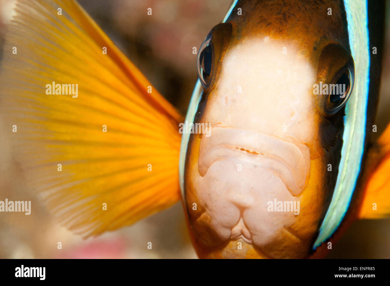 Clark's Anemonefish (Amphiprion clarkii), Bali, Indonesia Stock Photo