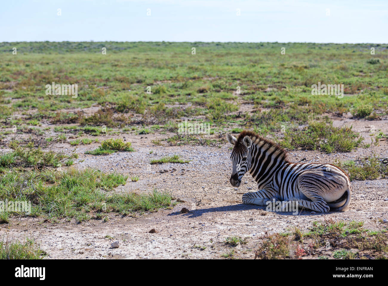 Plains Zebra (Equus quagga), foal, Etosha National Park, Namibia Stock Photo