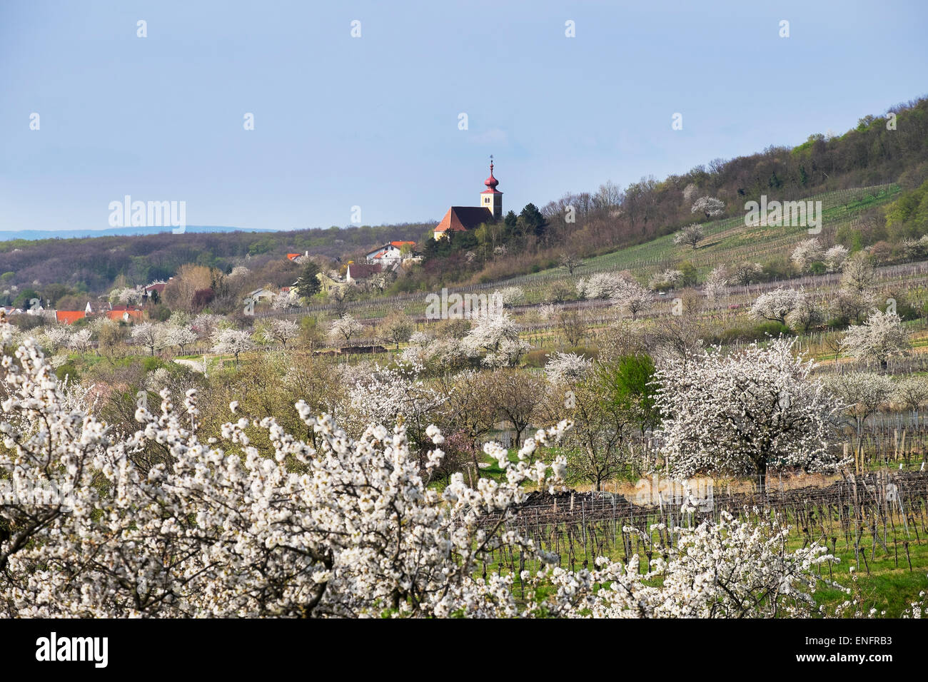 Cherry blossom, cherry trees in bloom, Donnerskirchen, Northern Burgenland, Burgenland, Austria Stock Photo