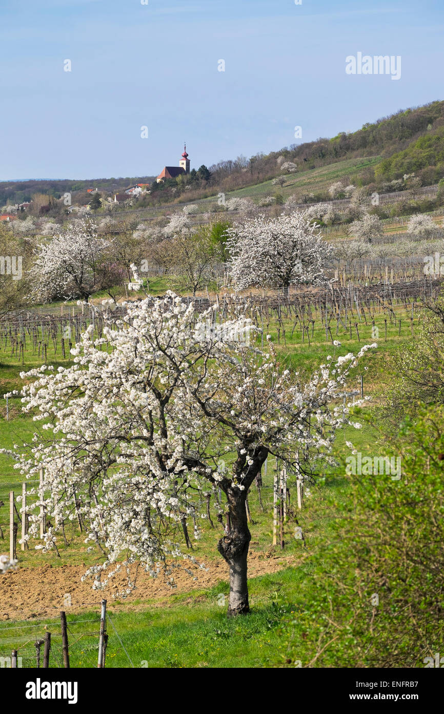 Cherry blossom, cherry trees in bloom, Donnerskirchen, Northern Burgenland, Burgenland, Austria Stock Photo
