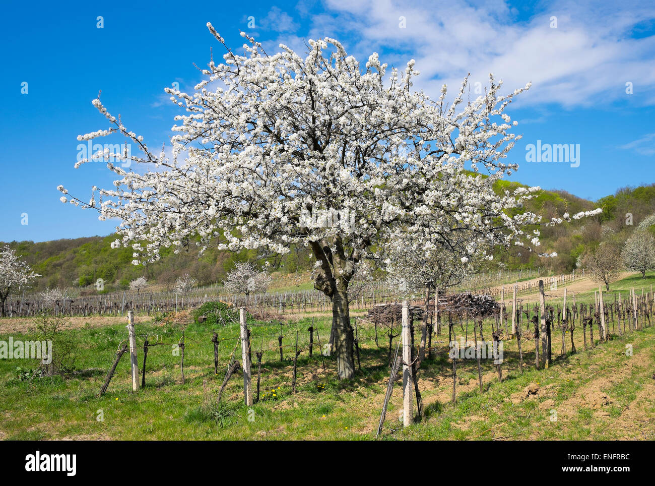 Blossoming cherry trees in vineyard, Donnerskirchen, Leitha Mountains, Northern Burgenland, Burgenland, Austria Stock Photo