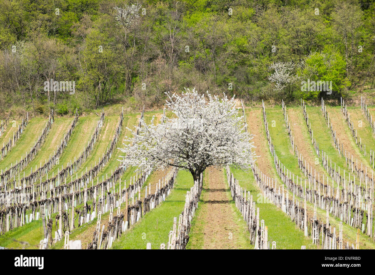 Blossoming cherry trees in vineyards, Donnerskirchen, Leitha Mountains, Northern Burgenland, Burgenland, Austria Stock Photo