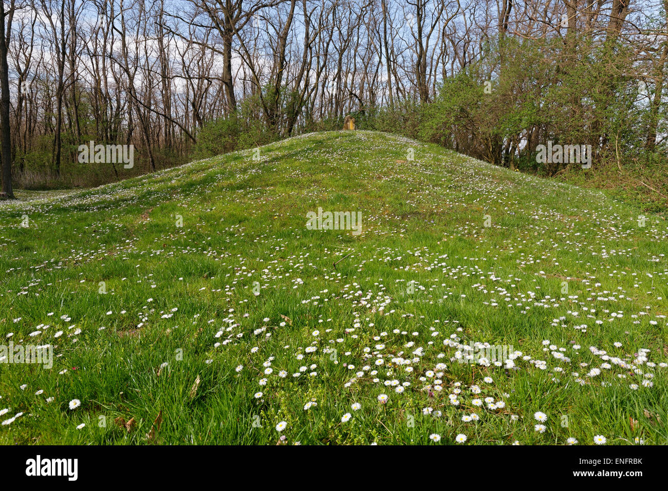 Late Bronze Age burial mounds in the Schussenwald forest, Siegendorf, Northern Burgenland, Burgenland, Austria Stock Photo