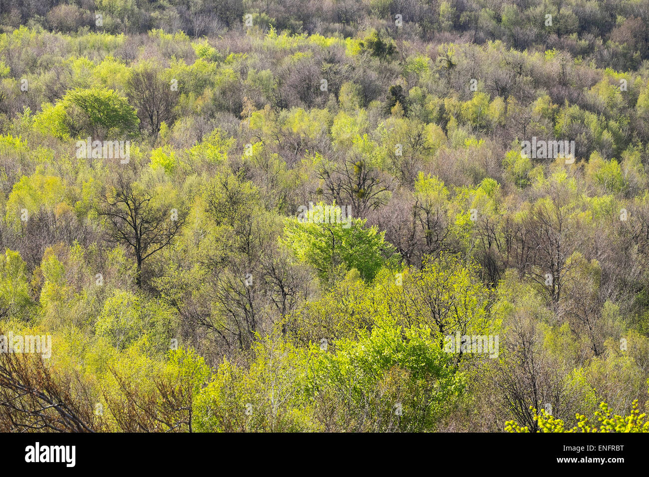 Deciduous forest in spring, view from the Buchkogelwarte at Buchkogel, Stotzing, Leitha Mountains, Northern Burgenland Stock Photo