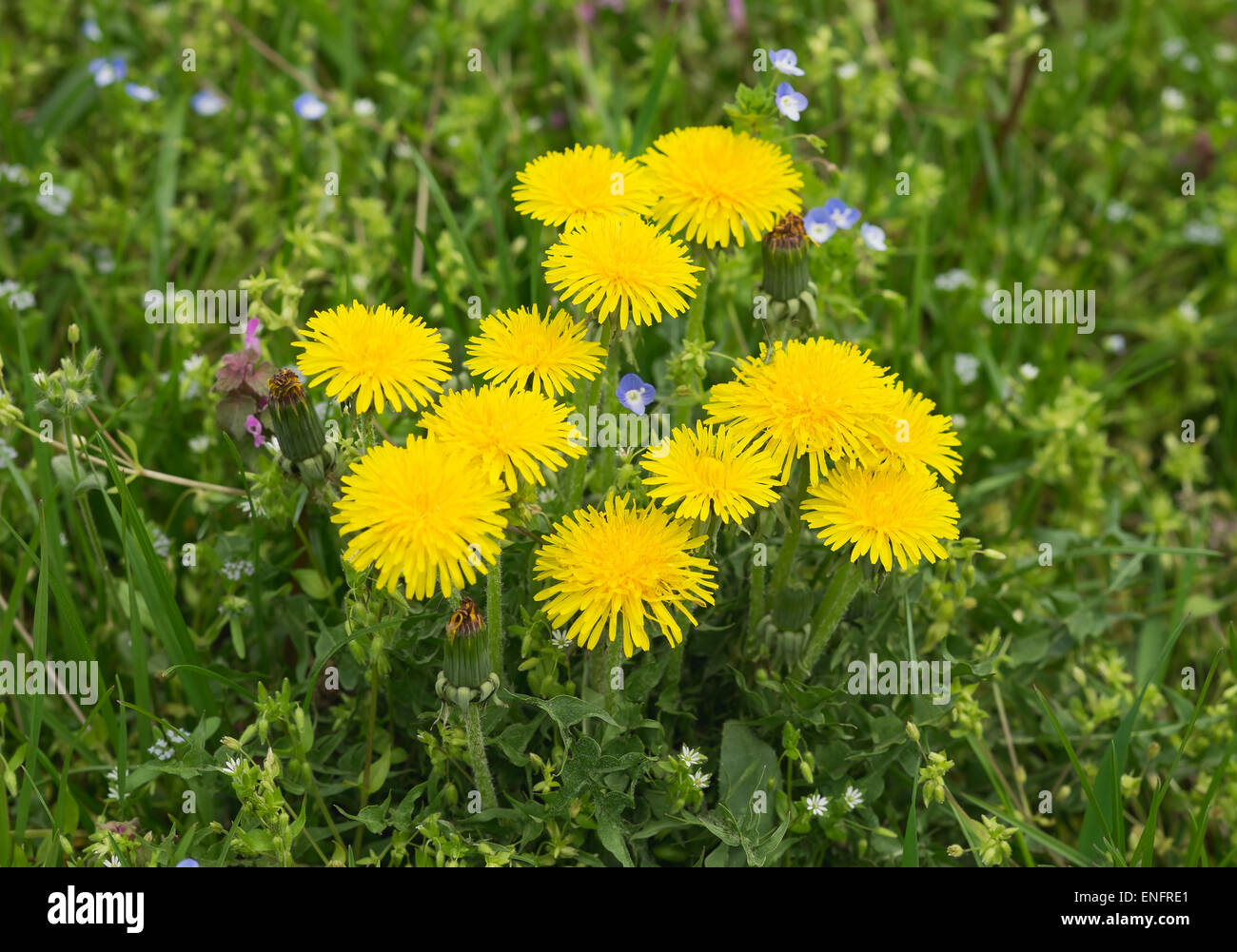 Common Dandelion (Taraxacum officinale), Burgenland, Austria Stock Photo