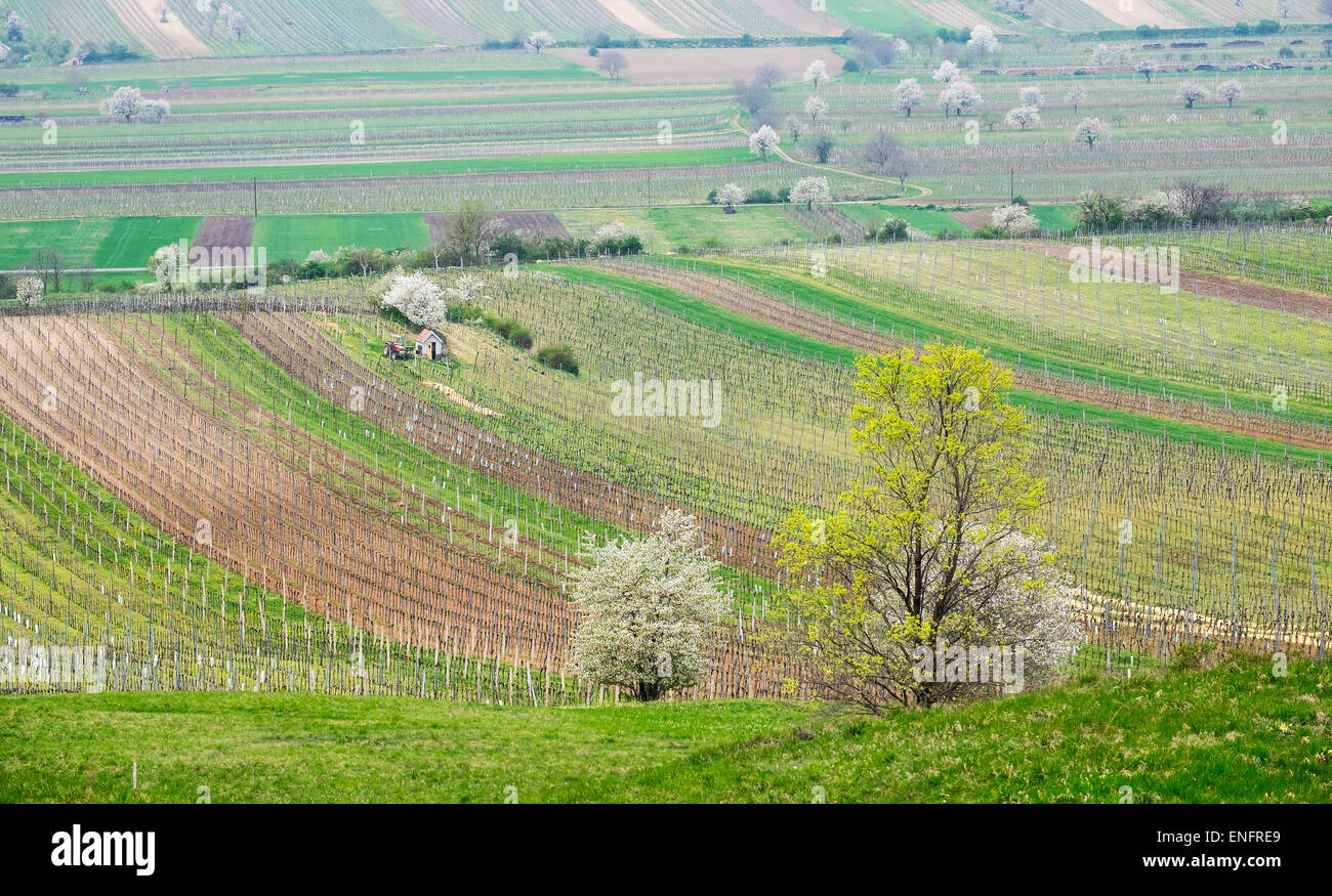 Vineyards and flowering cherry trees, Hacklberg mountain, near Jois, northern Burgenland, Burgenland, Austria Stock Photo