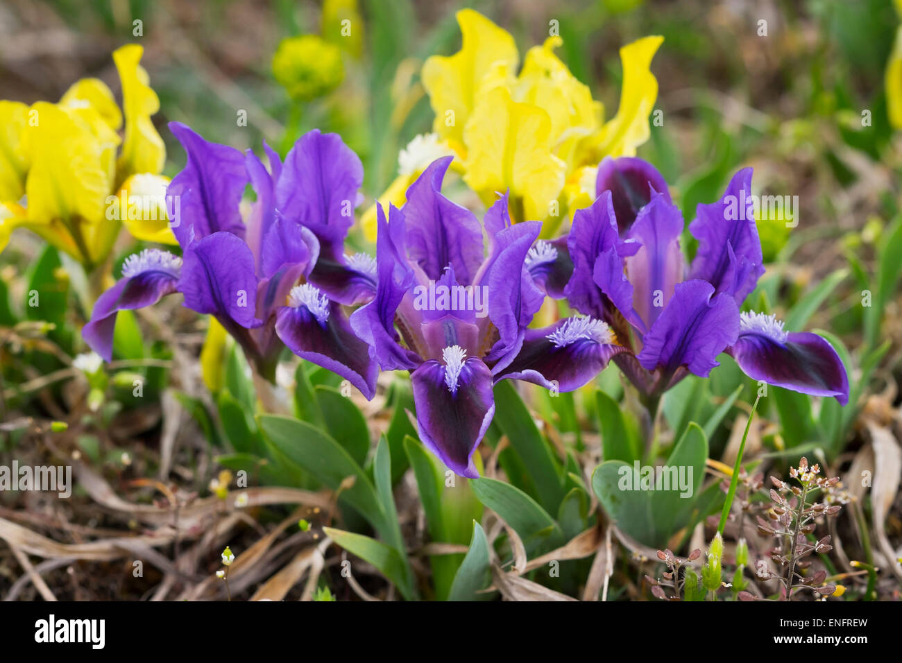 Dwarf iris (Iris pumila), northern Burgenland, Burgenland, Austria Stock Photo