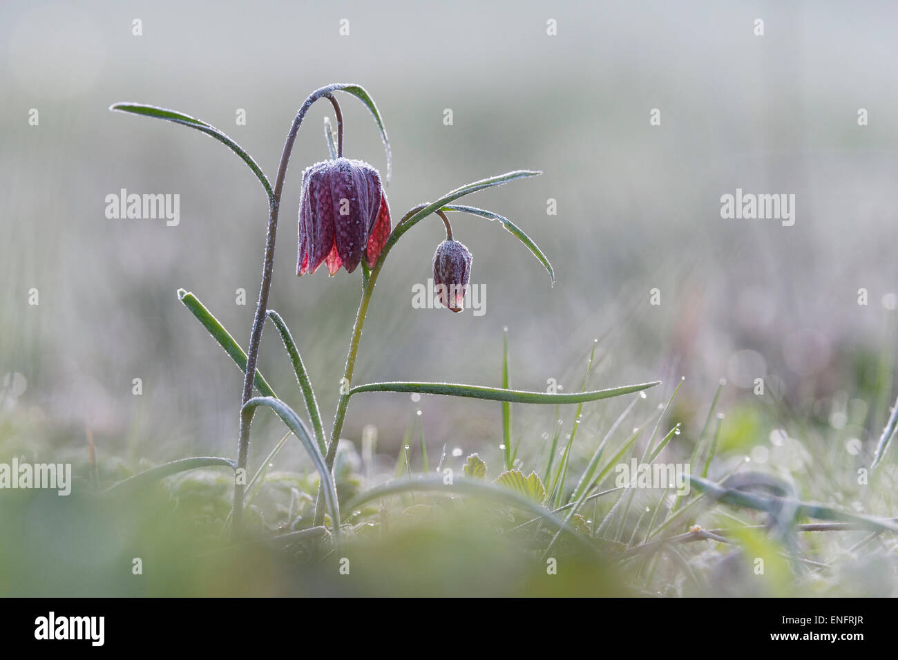 Purple Snake's head fritillary (Fritillaria meleagris) with hoar frost, Hesse, Germany Stock Photo