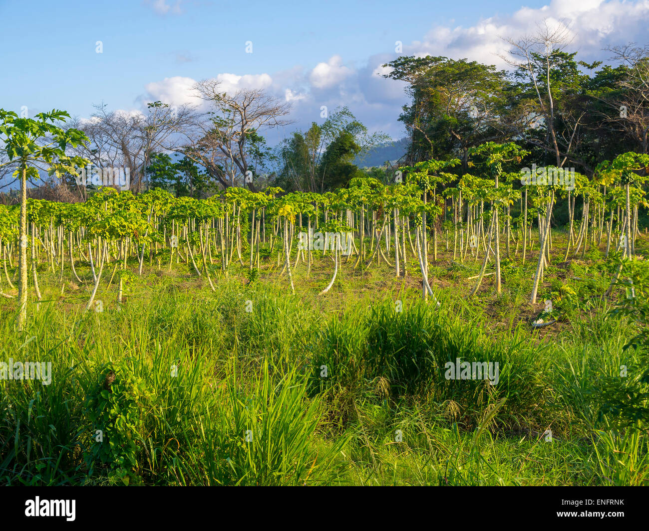 Papaya (Carica papaya) plantation, Jack's rock, Saint Mary, Jamaica Stock Photo