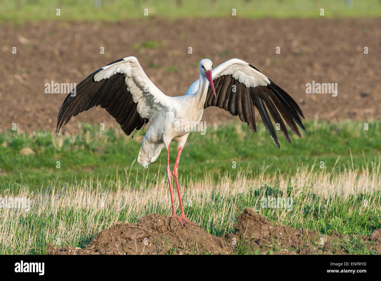 White Stork (Ciconia ciconia) standing, with spread wings, Burgenland, Austria Stock Photo