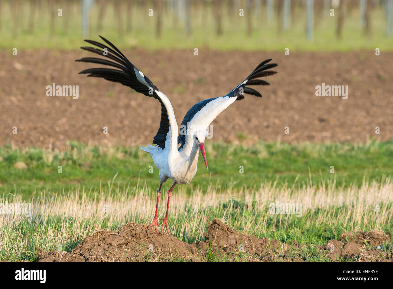 White Stork (Ciconia ciconia) taking flight, Burgenland, Austria Stock Photo