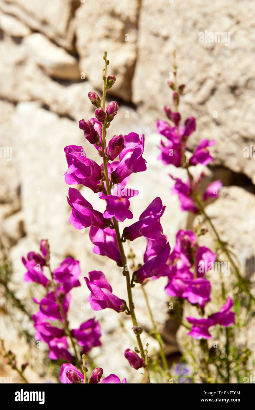 Snapdragon (Antirrhinum sp.) against stone wall, pink flowers, Malta