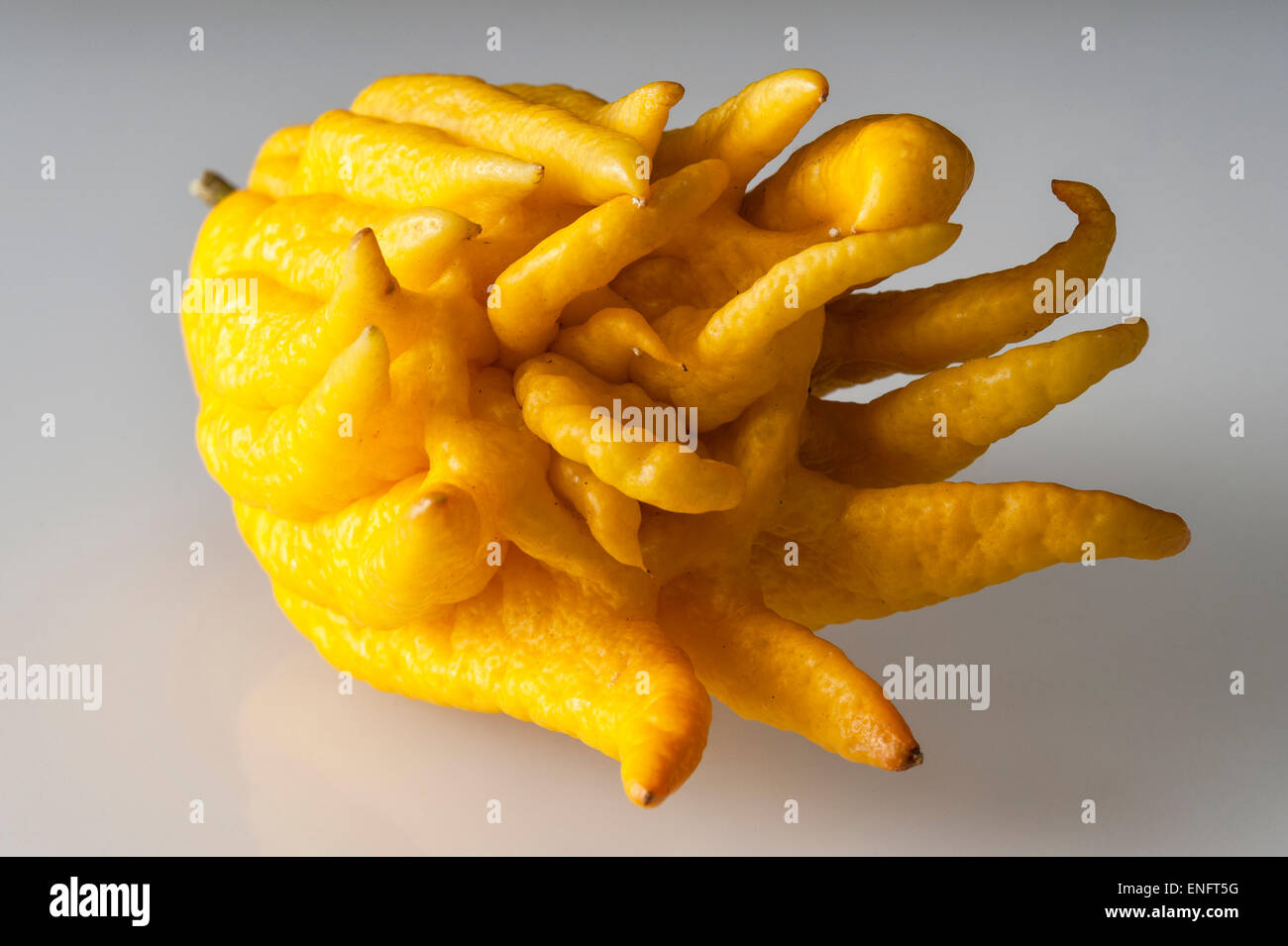 A fingered citron (Citrus medica var. sarcodactylis), also known as a Buddha's Hand Stock Photo