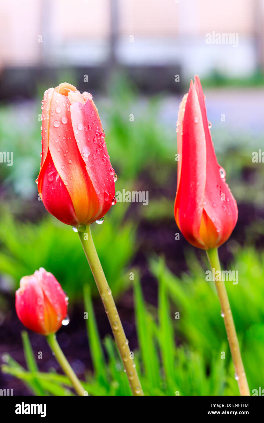 colorful tulips, Beautiful tulips in spring garden Stock Photo Alamy