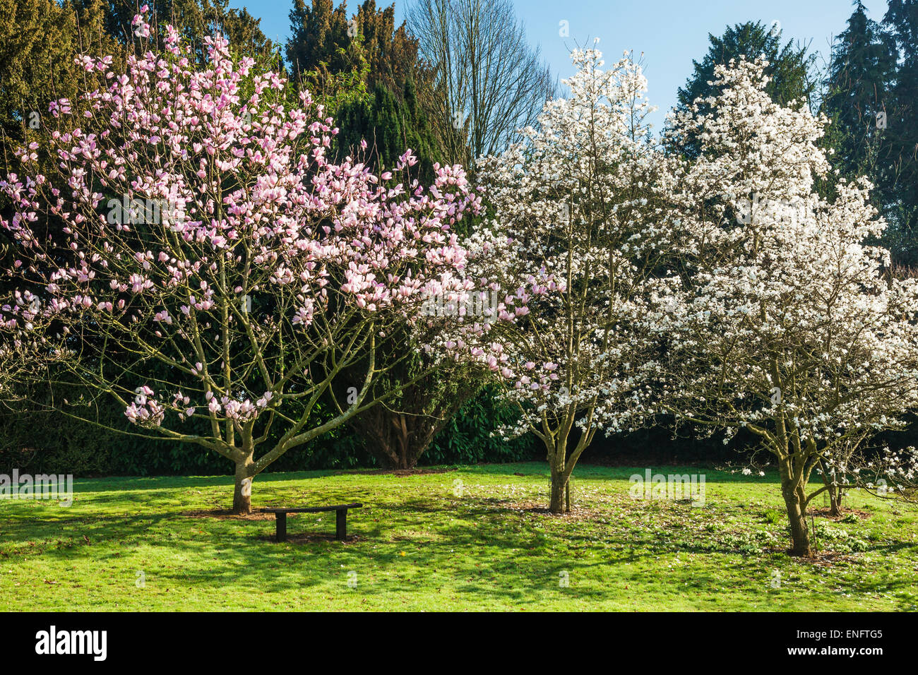 Magnolia trees at Bowood House in Wiltshire. Stock Photo