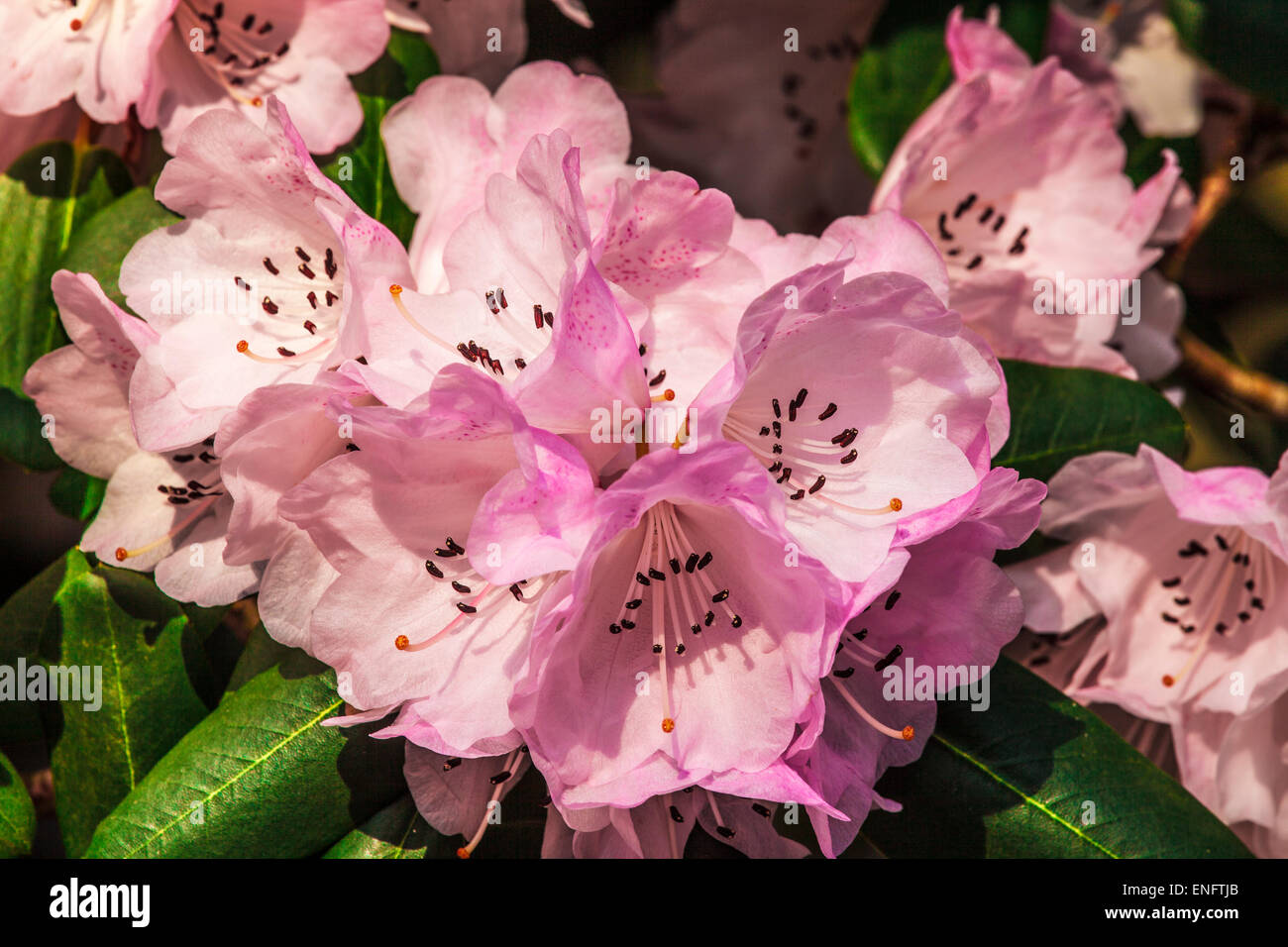 Rhododendron oreodoxa var. fargesii at the Bowood Estate in Wiltshire. Stock Photo