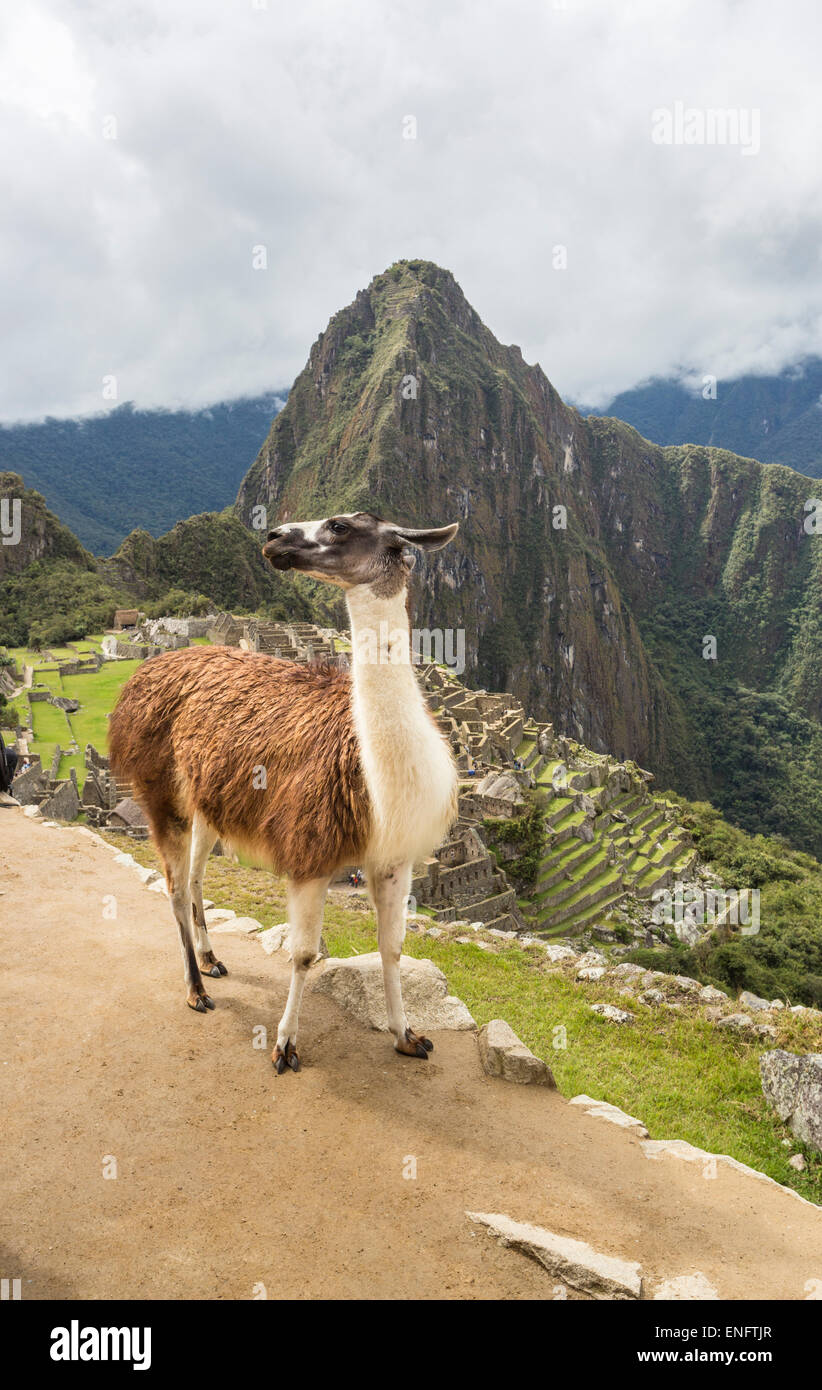 Brown and white llama posing with ruins of Machu Picchu and Huayna Picchu behind Stock Photo