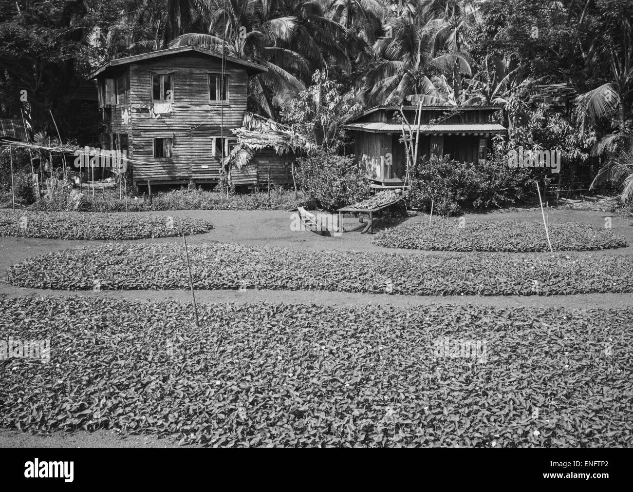 House In The Country, Ngapali, Myanmar Stock Photo