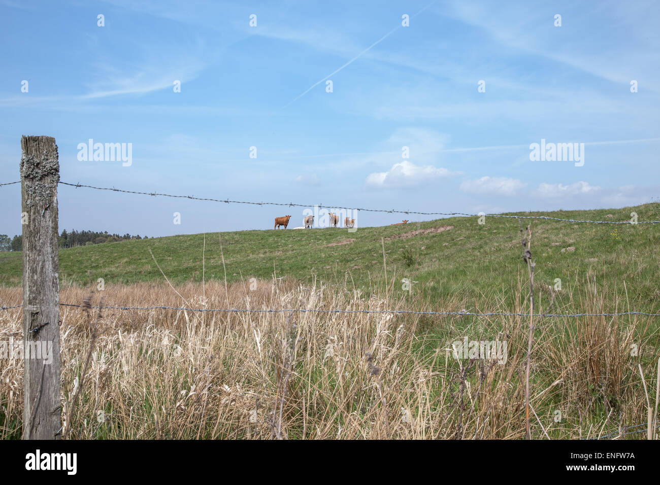 Caws on a hill far away and a fence in the foreground Stock Photo