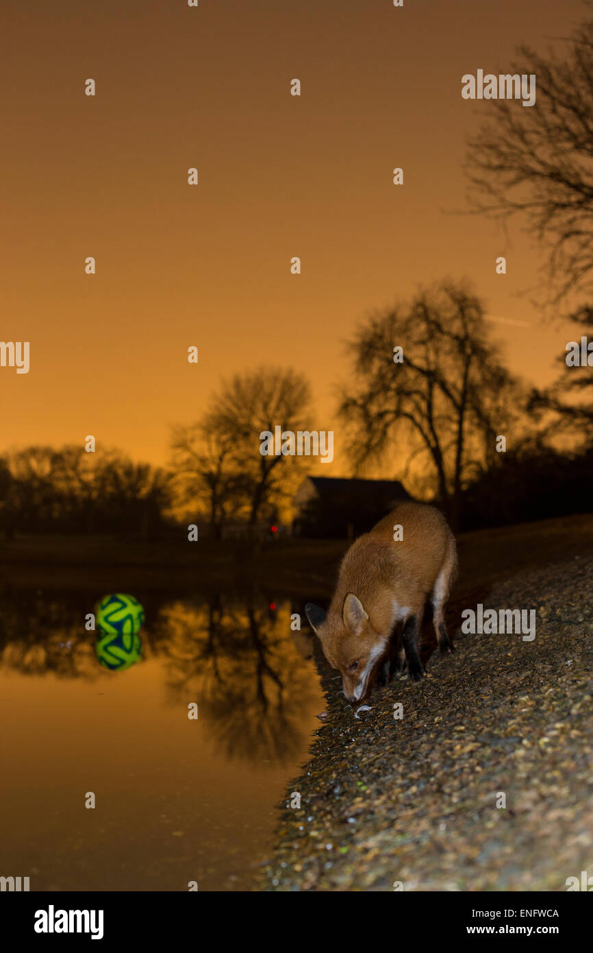 Urban fox beside a reservoir at night n London. Stock Photo