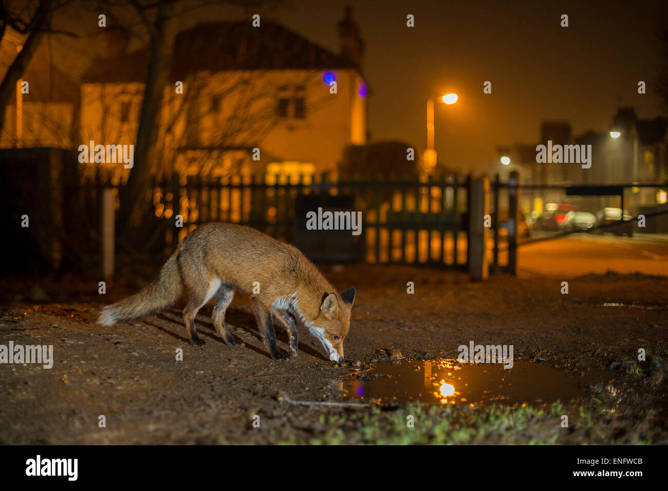 Red fox on the edge of a park in a residential area of London Stock Photo