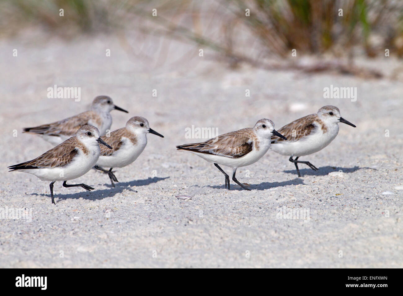 Gulf of mexico coastal birds hi-res stock photography and images - Alamy