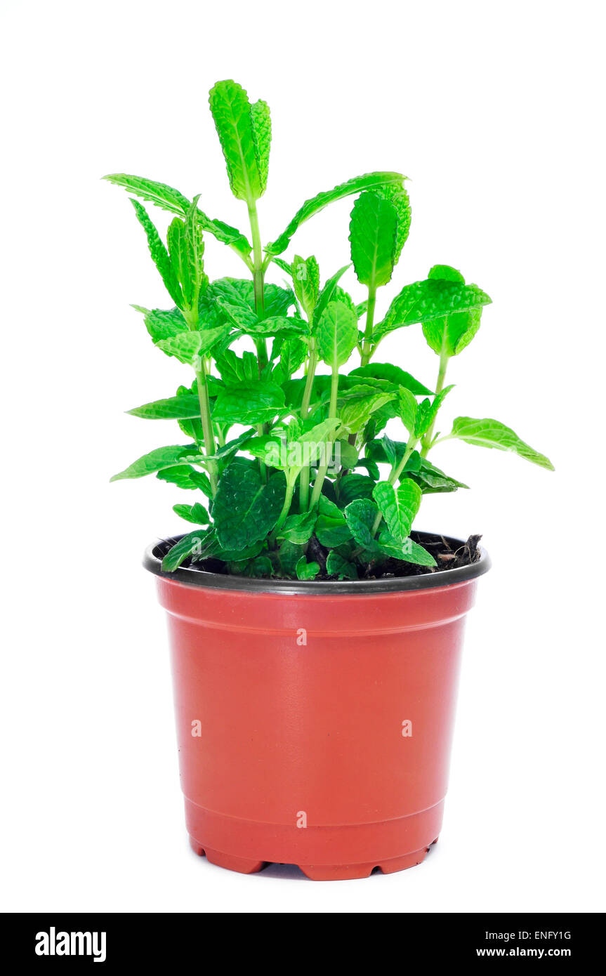 a mint plant in a flower pot on a white background Stock Photo - Alamy