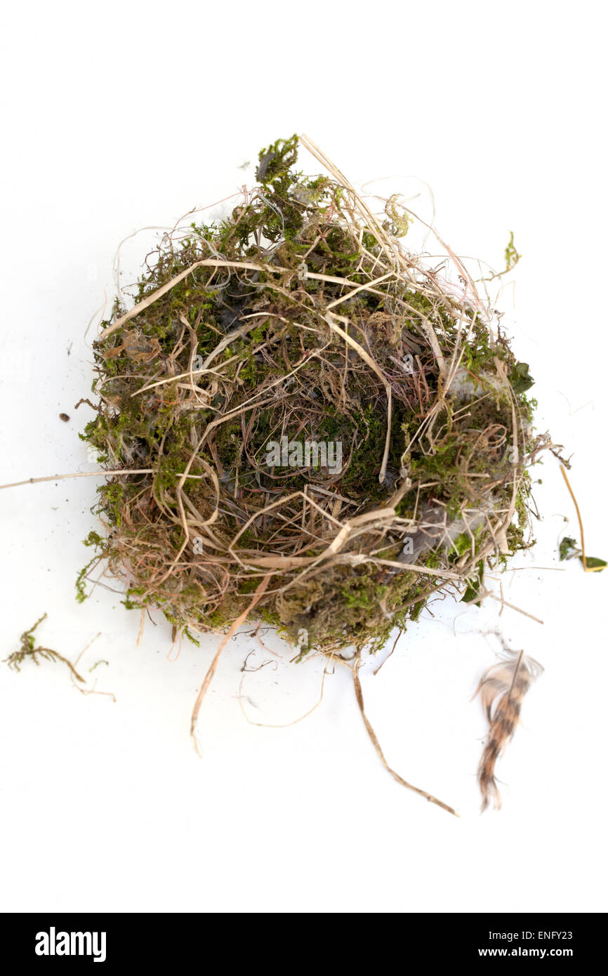 British Birds Nest seen from above on a white background Stock Photo
