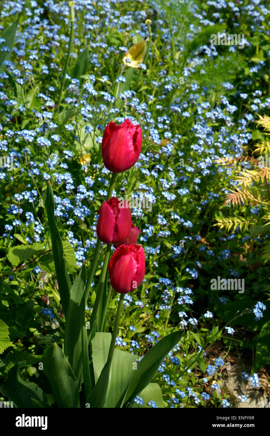 Tulips and Forget me not, Physic Garden, Cowbridge, Vale of Glamorgan, South Wales, UK. Stock Photo