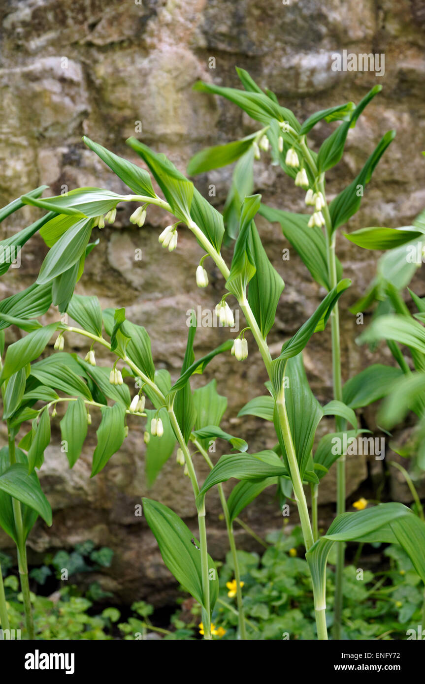 white bleeding heart Dicentra spectabilis Alba, Physic Garden, Cowbridge, Vale of Glamorgan, South Wales, UK. Stock Photo