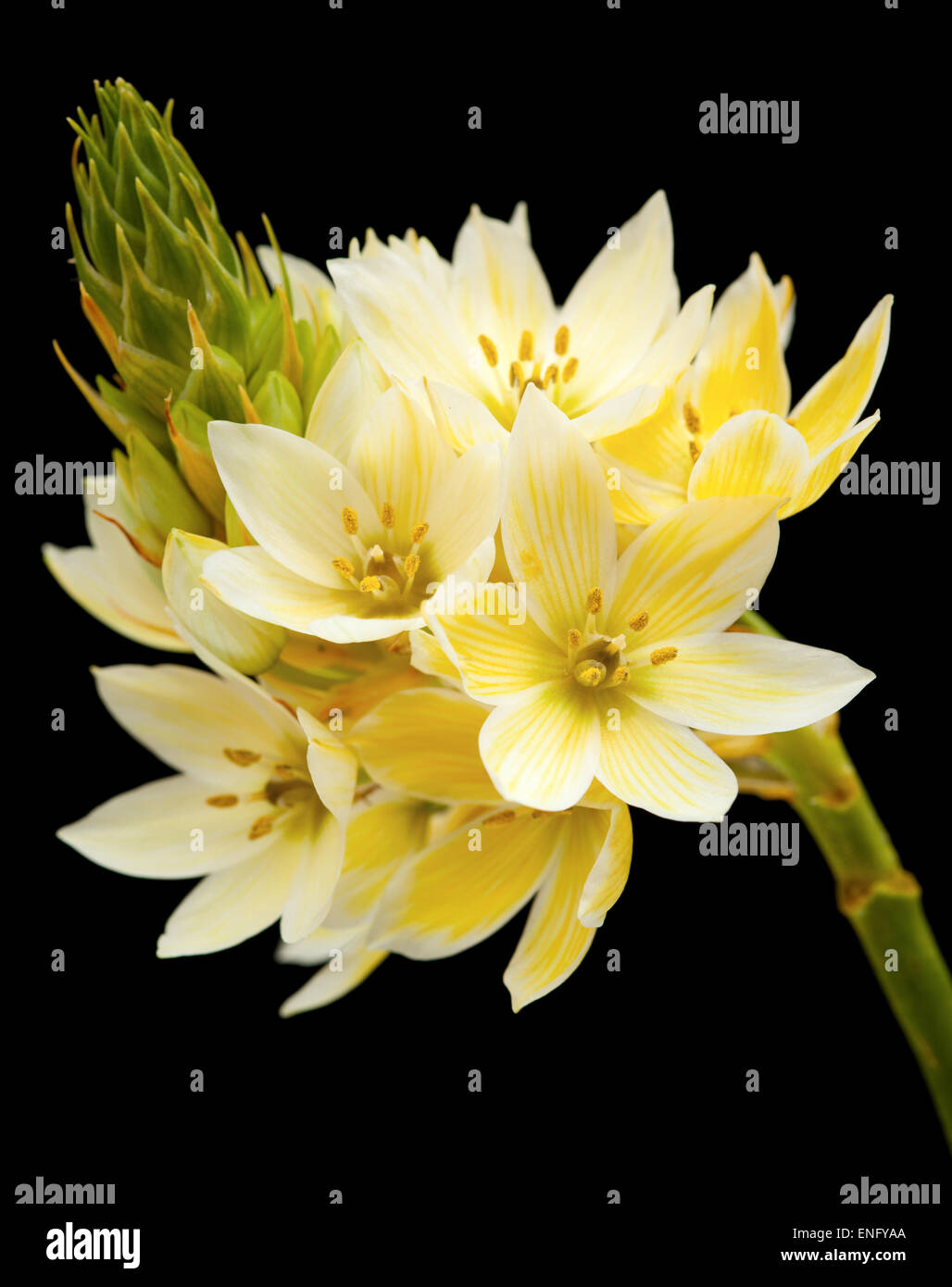 single stem of star-of-bethlehem flowers isolated on black Stock Photo
