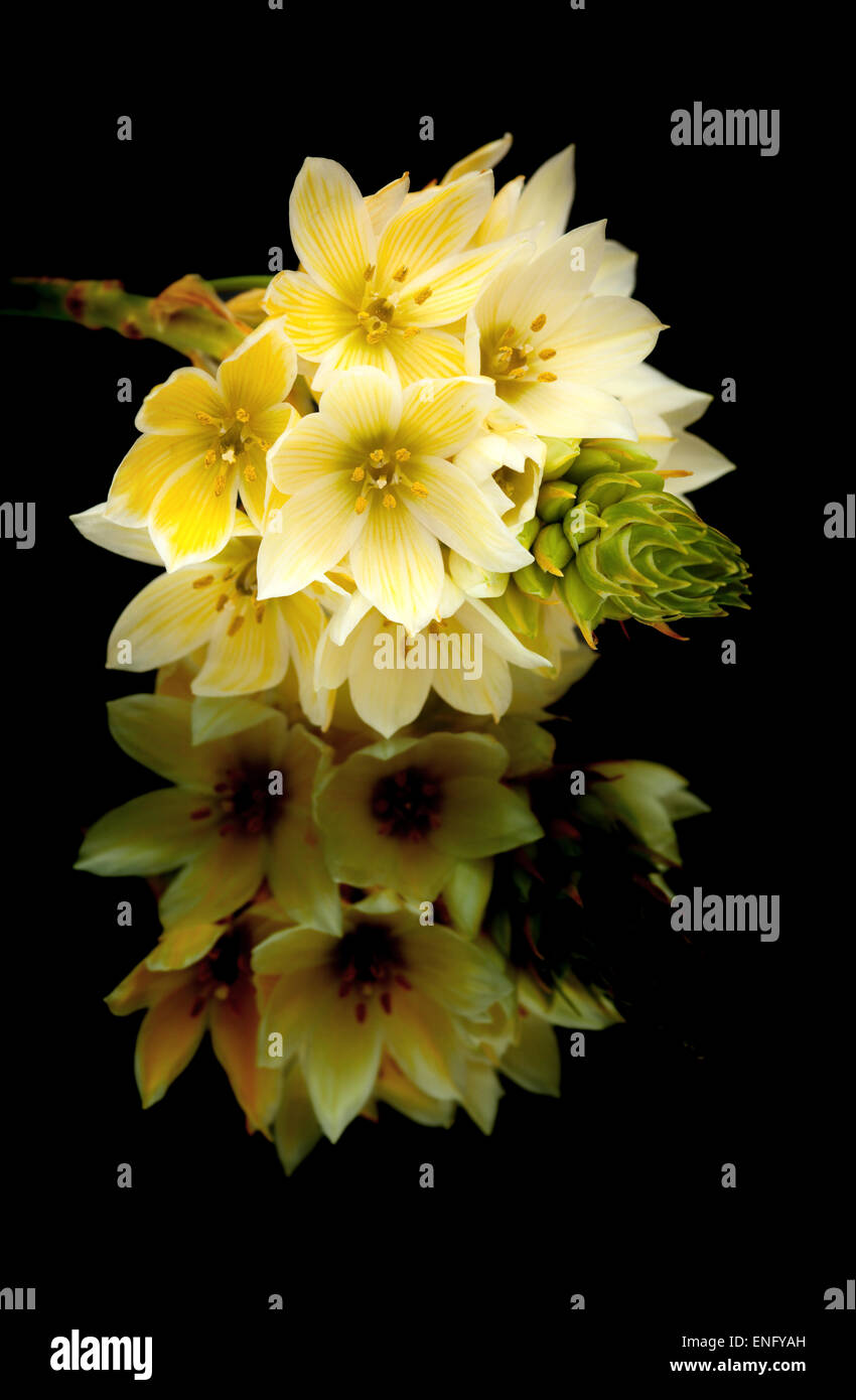 single stem of star-of-bethlehem flowers isolated on black Stock Photo
