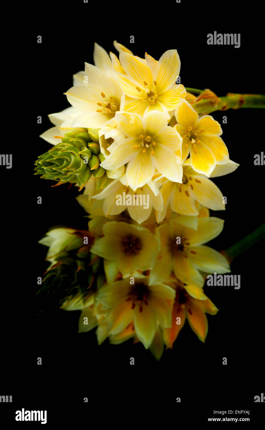 one stem of star-of-bethlehem flowers isolated on black background Stock Photo