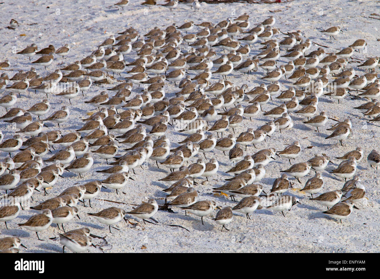 Sanderlings Calidris alba feeding on tideline Gulf coast Florida USA Stock Photo