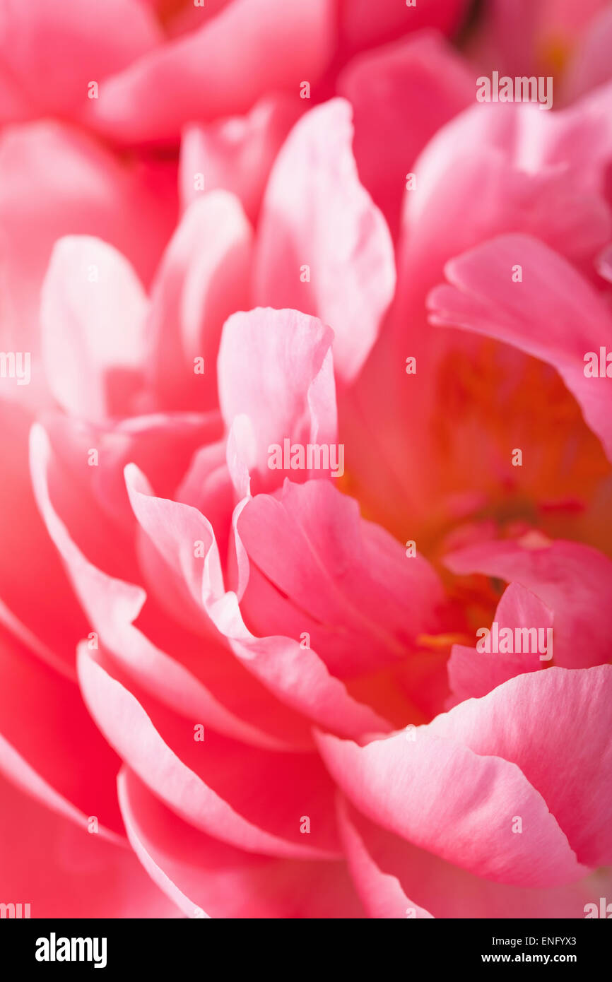 pink peony flower petals macro background Stock Photo - Alamy