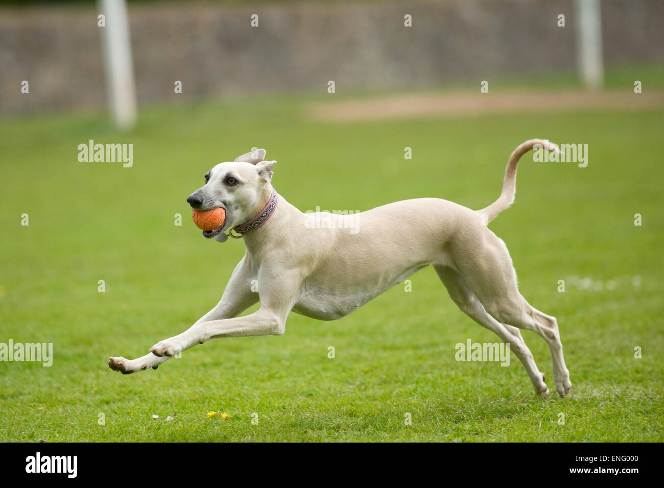 whippet running with a ball Stock Photo